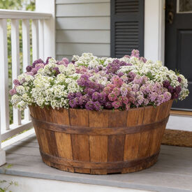 Wonderland Mix, Alyssum